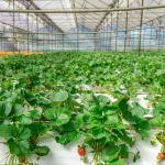 UAE’s FoodTech Challenge Welcomes Global Innovators For Multi Million Dollar Finale