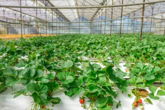 UAE’s FoodTech Challenge Welcomes Global Innovators For Multi Million Dollar Finale