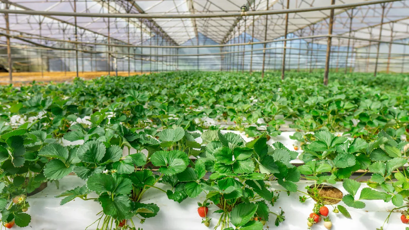 UAE’s FoodTech Challenge Welcomes Global Innovators For Multi Million Dollar Finale